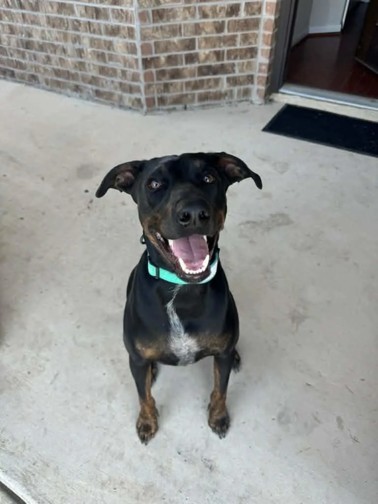A young medium-sized male Doberman Pinscher dog named Kenny for adoption in Boerne, TX