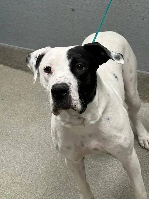 A young large-sized male Pit Bull Terrier dog named Chance for adoption in Las Vegas, NV