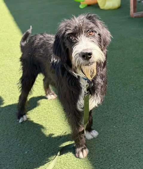 A young large-sized male Black Old English Sheepdog dog named Kazoo for adoption in Fruit Heights, UT