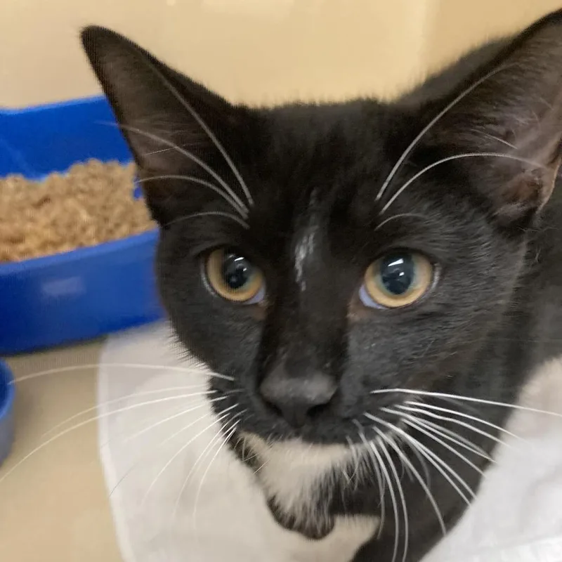 A baby small-sized male Black Domestic Short Hair cat named Harlow for adoption in Blue Ridge, GA
