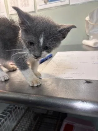 A baby medium-sized female Domestic Short Hair cat named Bonita for adoption in Picayune, MS