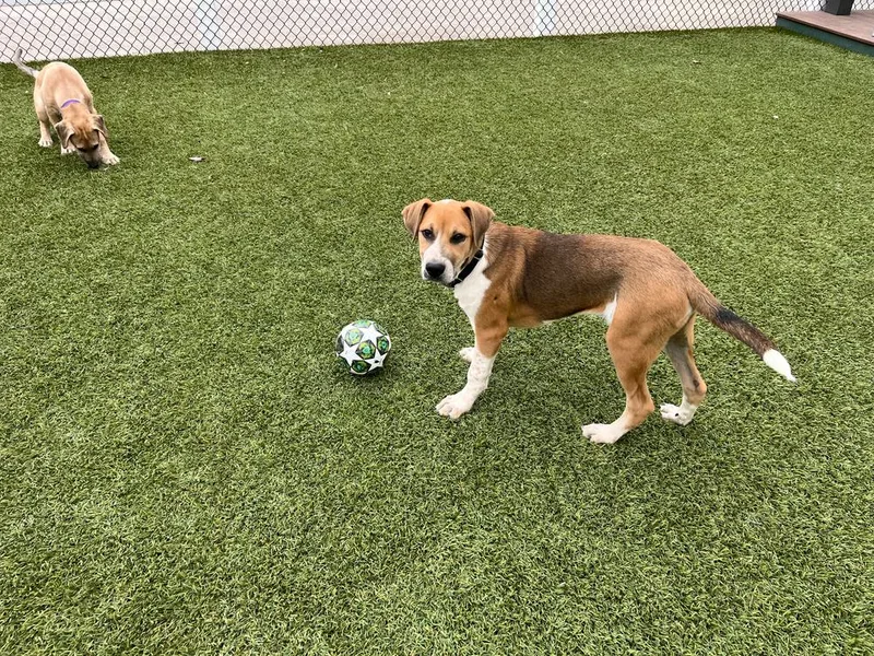 A baby medium-sized male Tricolor (Brown, Black, & White) Hound dog named Harrison for adoption in San Diego, CA