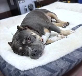 An adult large-sized female Pit Bull Terrier dog named Cheech for adoption in Washington, DC