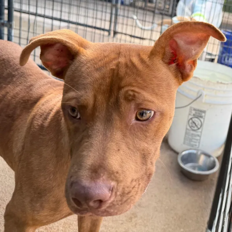 A young medium-sized male Red / Chestnut / Orange Mixed Breed dog named Lemon for adoption in Lake Jackson, TX