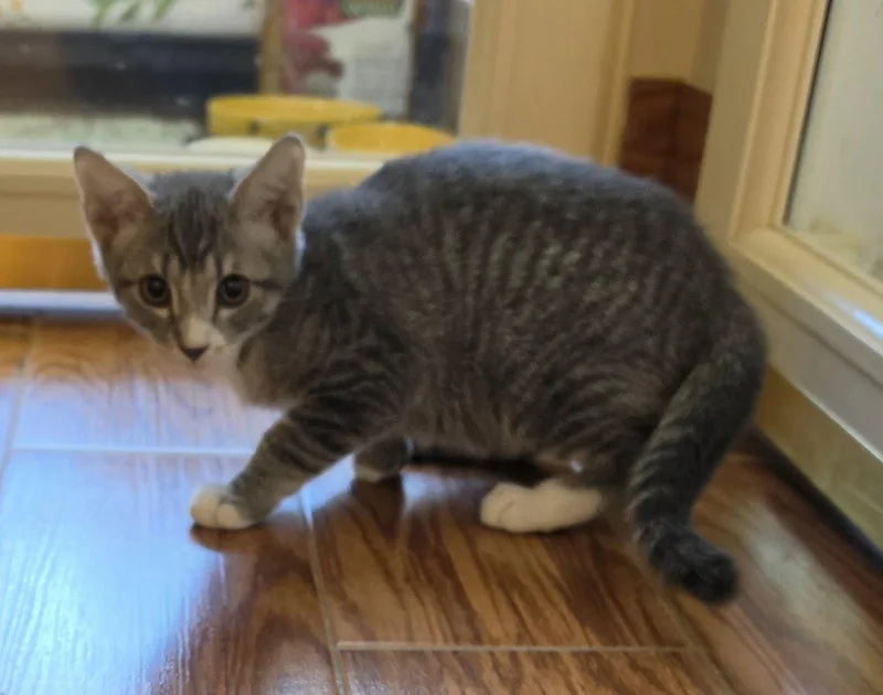 A young medium-sized male Domestic Short Hair cat named Nick Wilde for adoption in Evergreen, CO