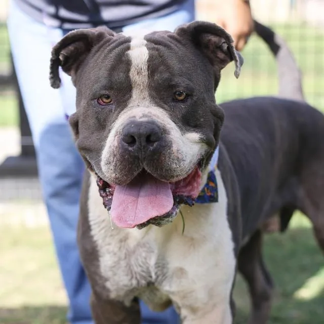 An adult large-sized male American Staffordshire Terrier dog named Gus for adoption in San Antonio, TX