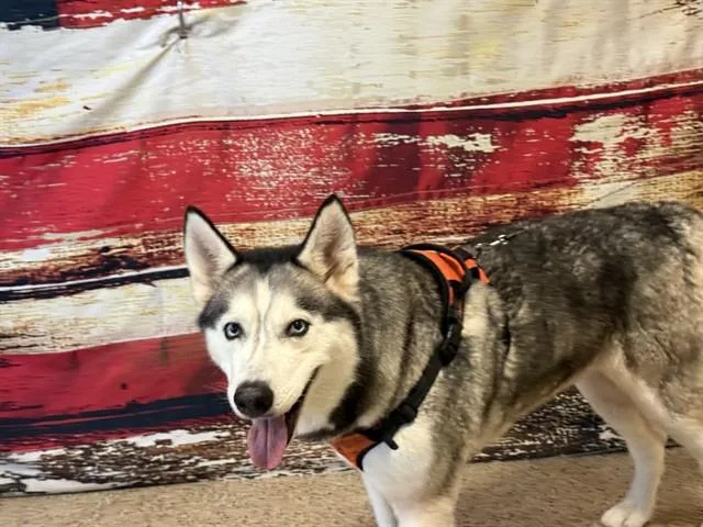 A young large-sized female Siberian Husky dog named Laura for adoption in Miami, FL
