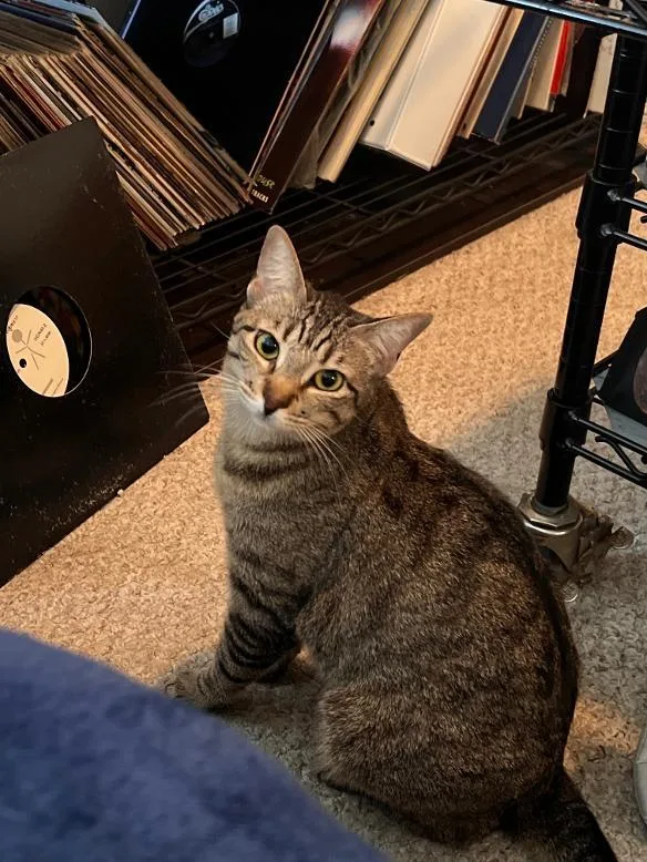 An adult medium-sized female Gray / Blue / Silver Tabby cat named Autumn for adoption in Crockett, CA