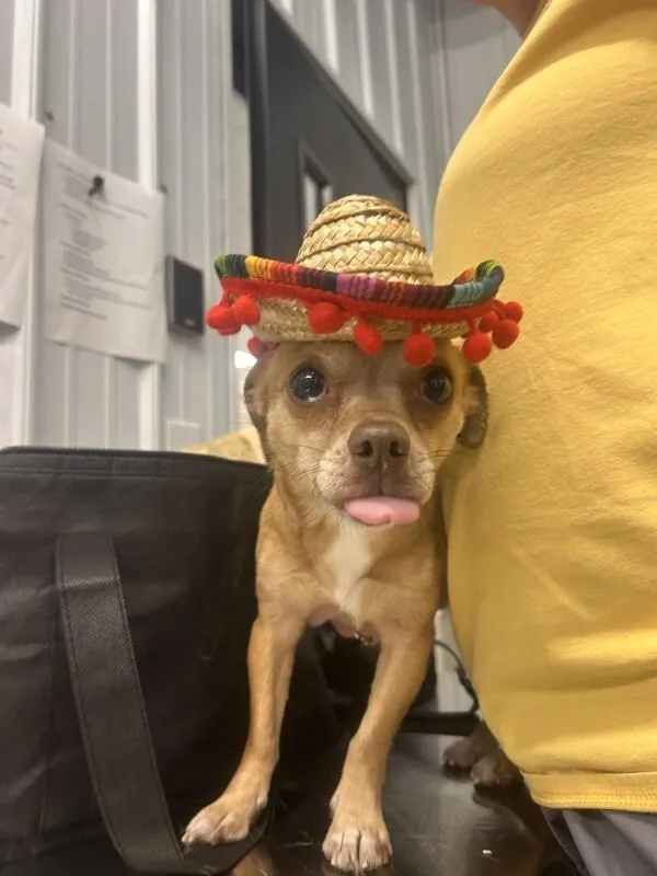 An adult small-sized male Yellow / Tan / Blond / Fawn Chihuahua dog named Papi for adoption in bellefontaine, OH