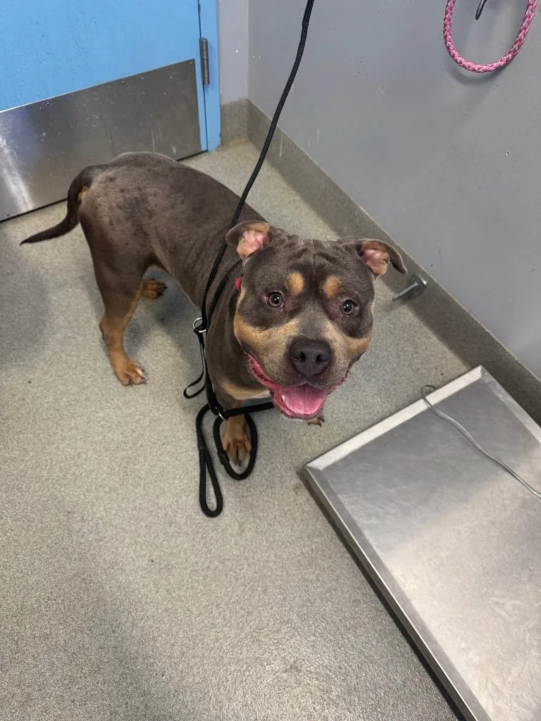 A young medium-sized male Pit Bull Terrier dog named Jumanji for adoption in Bloomington, IN