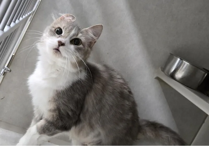 An adult large-sized female Domestic Short Hair cat named Dolly Purrton for adoption in Fort Walton Beach, FL