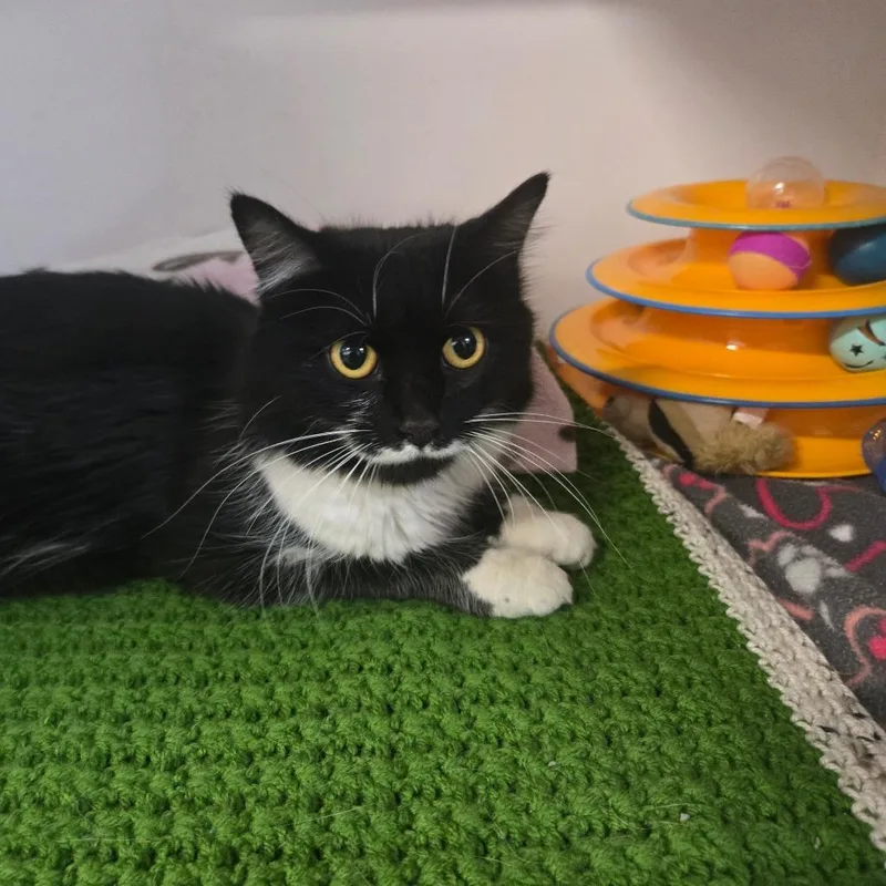 An adult medium-sized female Black Domestic Short Hair cat named Campus Martius for adoption in Dearborn, MI