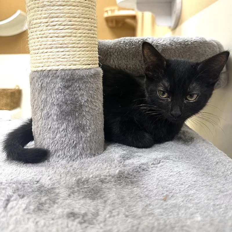A baby small-sized female Black Domestic Short Hair cat named Sage for adoption in Las Vegas, NV