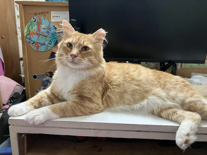 An adult medium-sized male Tabby cat named Indiana Jones for adoption in Crockett, CA