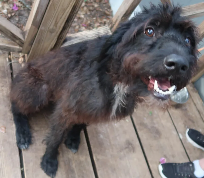 An adult medium-sized male Black Labradoodle dog named Redington G E N for adoption in St. Petersburg, FL