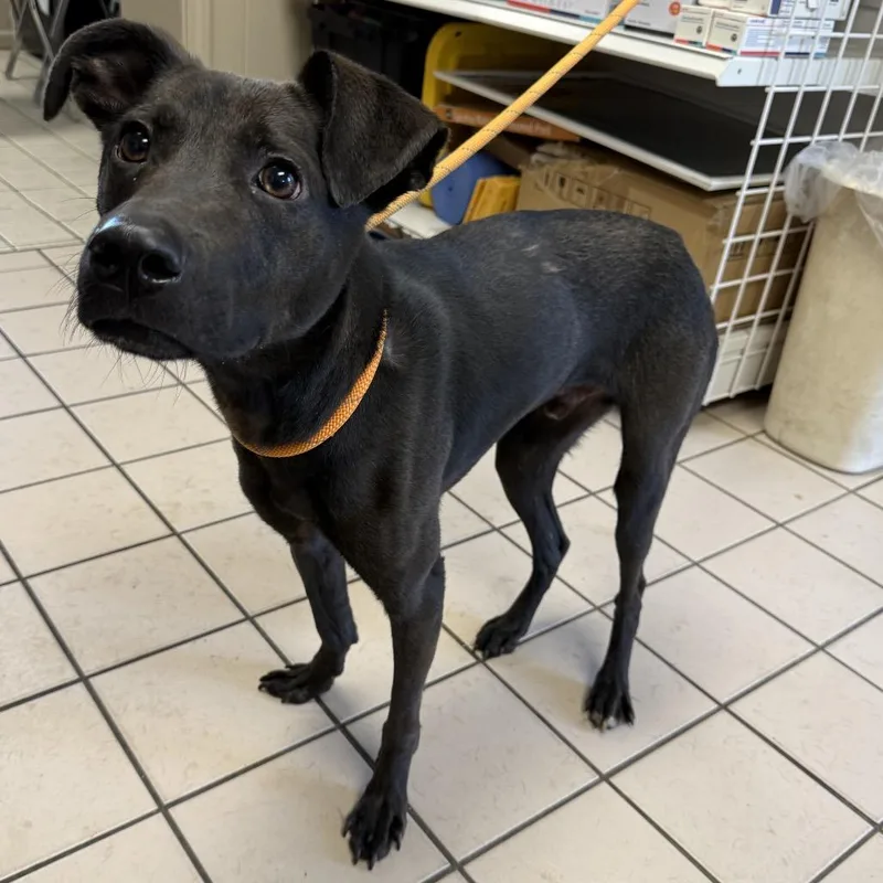 A young medium-sized male Black Labrador Retriever dog named Mocha for adoption in Tuscaloosa, AL