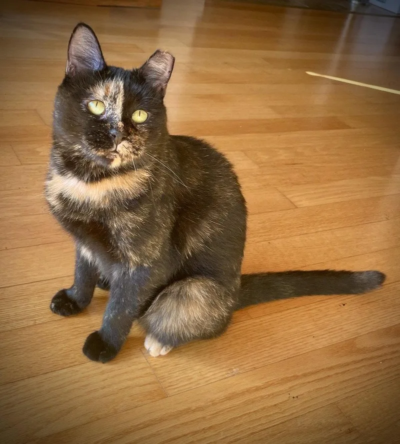 A young medium-sized female Domestic Short Hair cat named Georgina for adoption in Brooklyn, NY