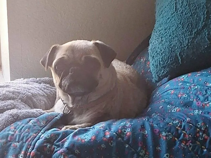 An adult small-sized female Pug dog named Rosebud for adoption in Windsor, CO