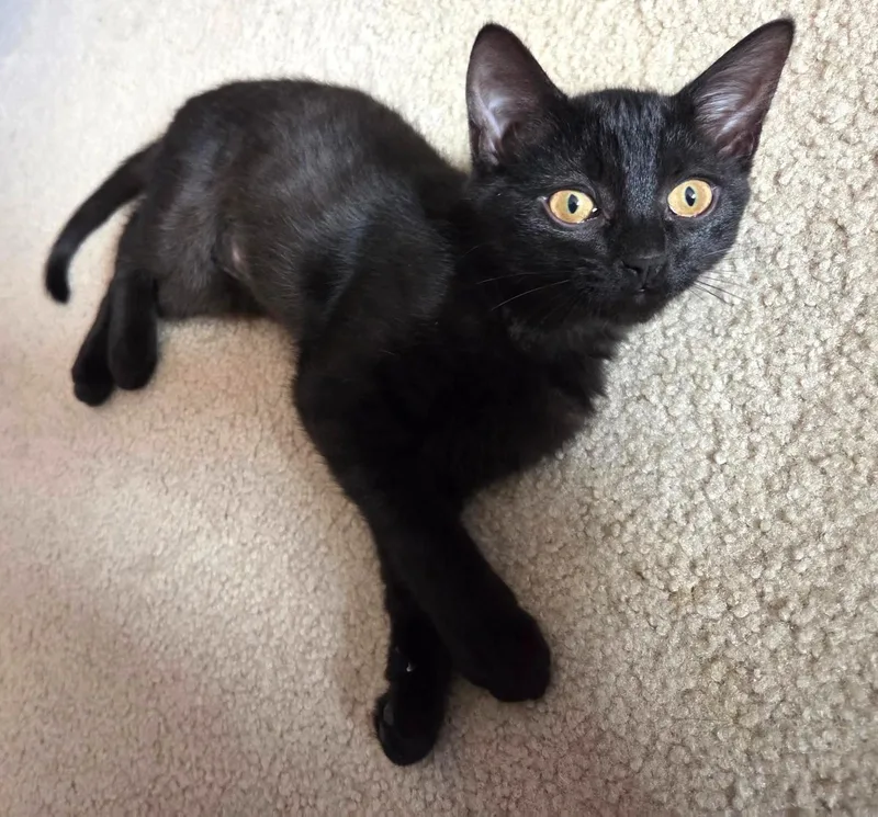 A baby medium-sized female Black Domestic Short Hair cat named Rikki – A Silky for adoption in Prescott, AZ