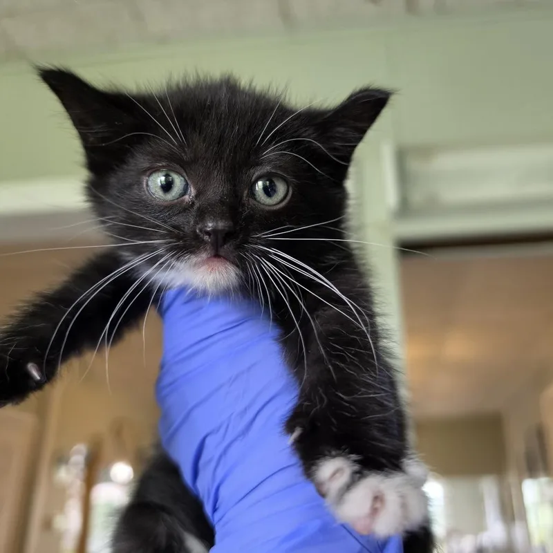 A baby small-sized female Black Domestic Short Hair cat named Hank for adoption in Troy, IL