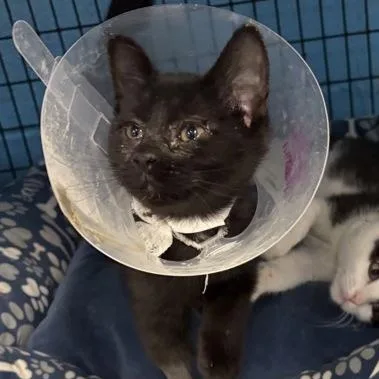 A baby small-sized female Black Domestic Short Hair cat named Frufru for adoption in Rapid City, SD