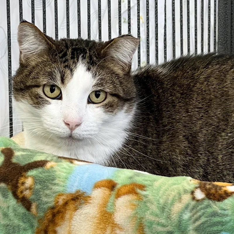 An adult large-sized male Tabby (Brown / Chocolate) Domestic Short Hair cat named Billy for adoption in St. Louis, MO