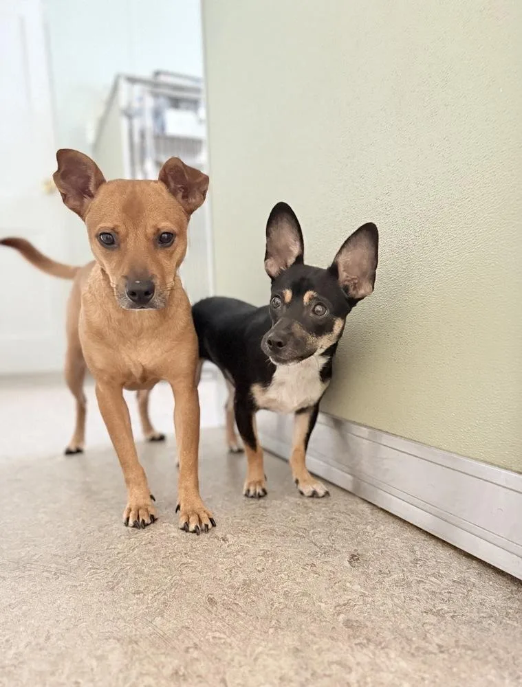 A young small-sized male Tricolor (Brown, Black, & White) Chihuahua dog named Rolo and Finny for adoption in Winter Garden, FL