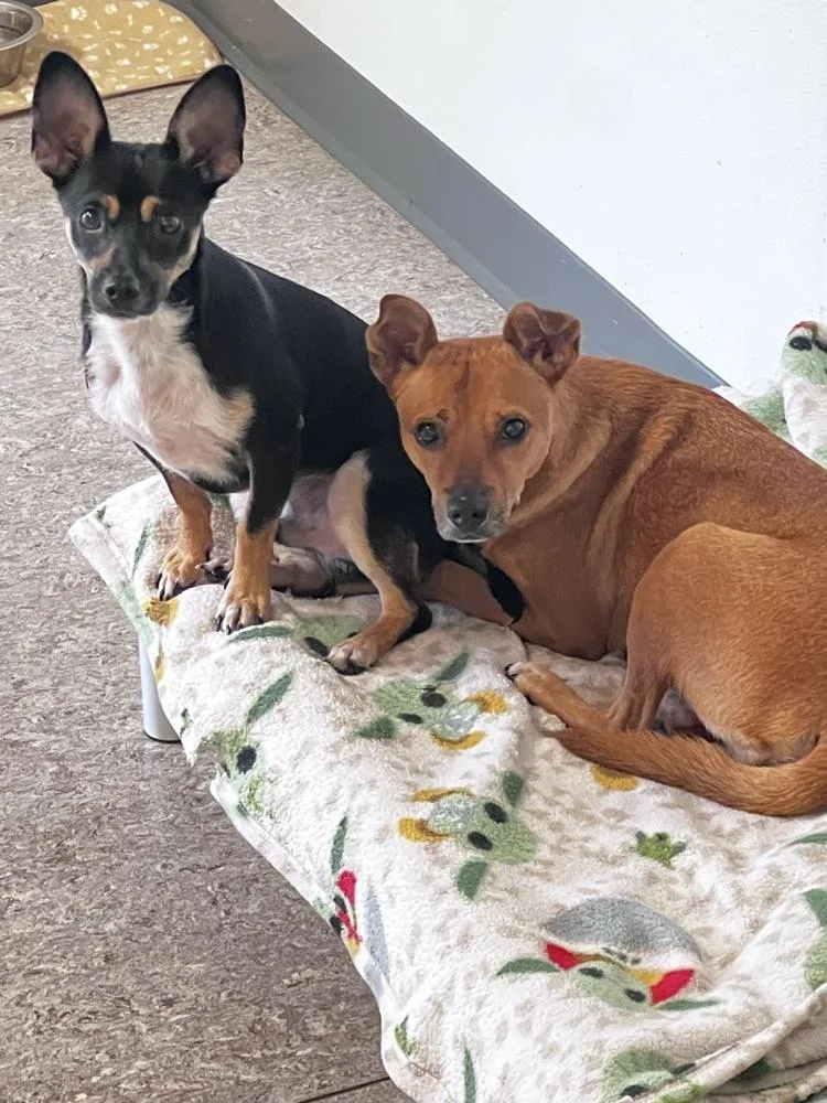 Rolo and Finny thumbnail 3