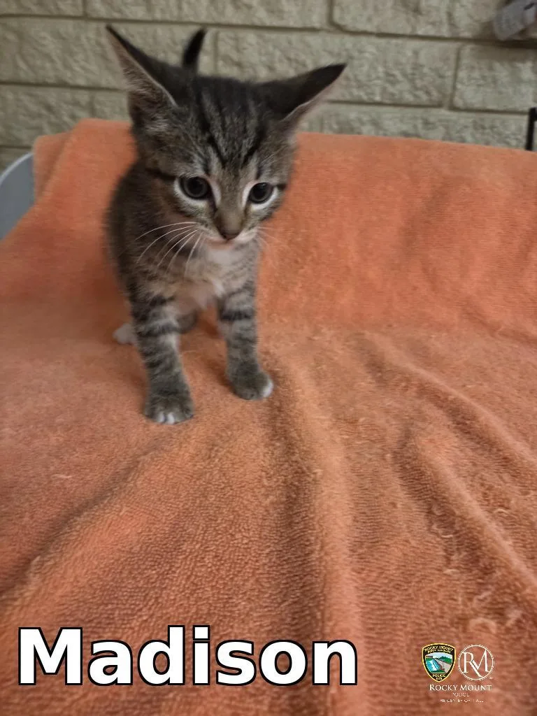 A baby medium-sized female Domestic Short Hair cat named Madison for adoption in Rocky Mount, NC