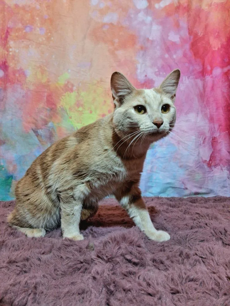 An adult medium-sized male Domestic Short Hair cat named Pineapple for adoption in Wintersville, OH