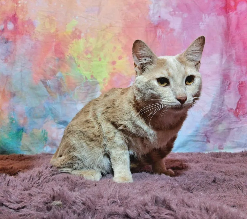 Pineapple thumbnail 2