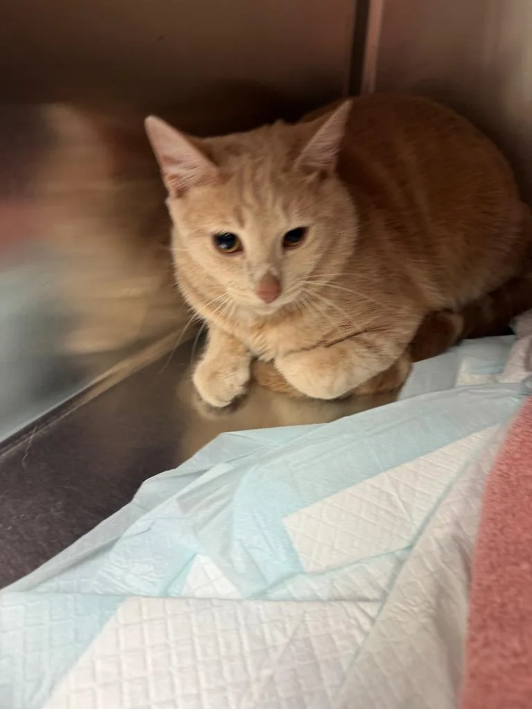 Pineapple thumbnail 3