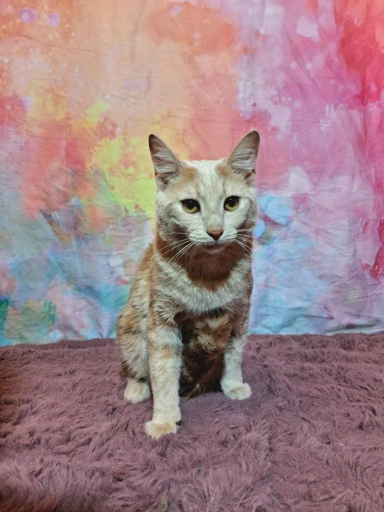 Pineapple thumbnail 4