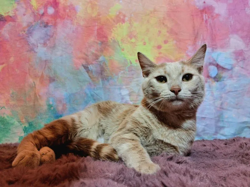 Pineapple thumbnail 5