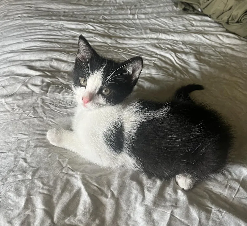 A baby small-sized male Domestic Short Hair cat named Vtech for adoption in Wintersville, OH