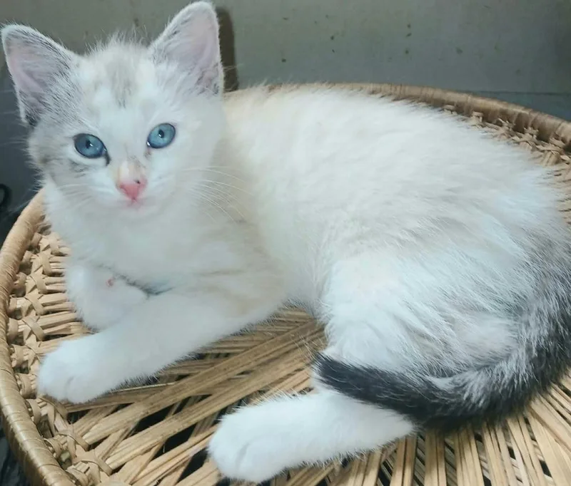 A baby small-sized female Gray & White Siamese cat named Fleur for adoption in Chicago, IL