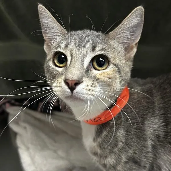 A baby small-sized female Domestic Short Hair cat named Topaz for adoption in Dublin, CA