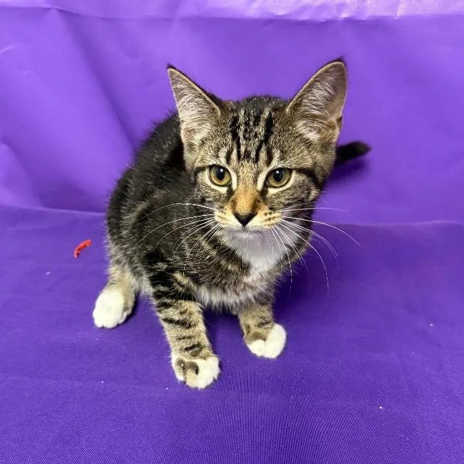 A baby small-sized female Black Domestic Short Hair cat named Larkspur for adoption in North Myrtle Beach, SC