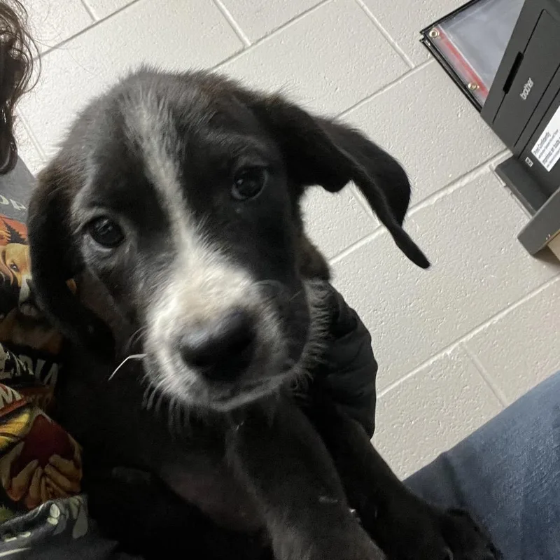 A baby medium-sized male Black Labrador Retriever dog named Charlie for adoption in Lufkin, TX