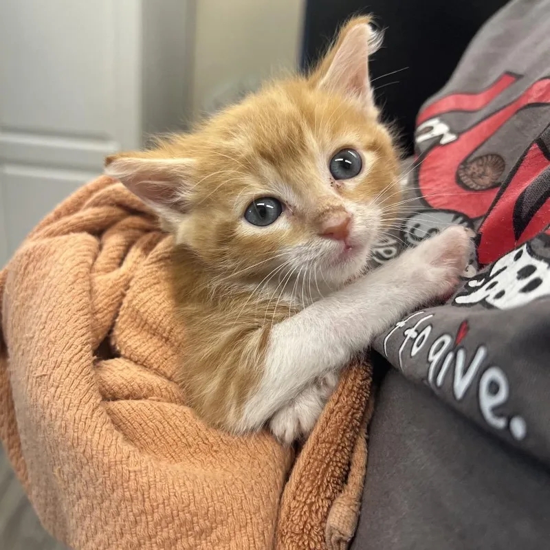 A baby small-sized male Orange / Red Domestic Short Hair cat named Ollie for adoption in Lake Panasoffkee, FL
