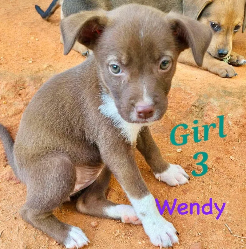 W litter Wendy