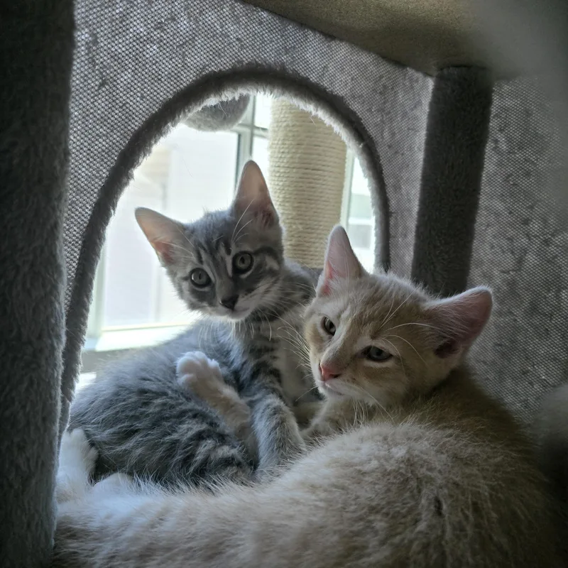 A baby medium-sized male Buff / Tan / Fawn Tabby cat named Dixon for adoption in Woodbridge, NJ