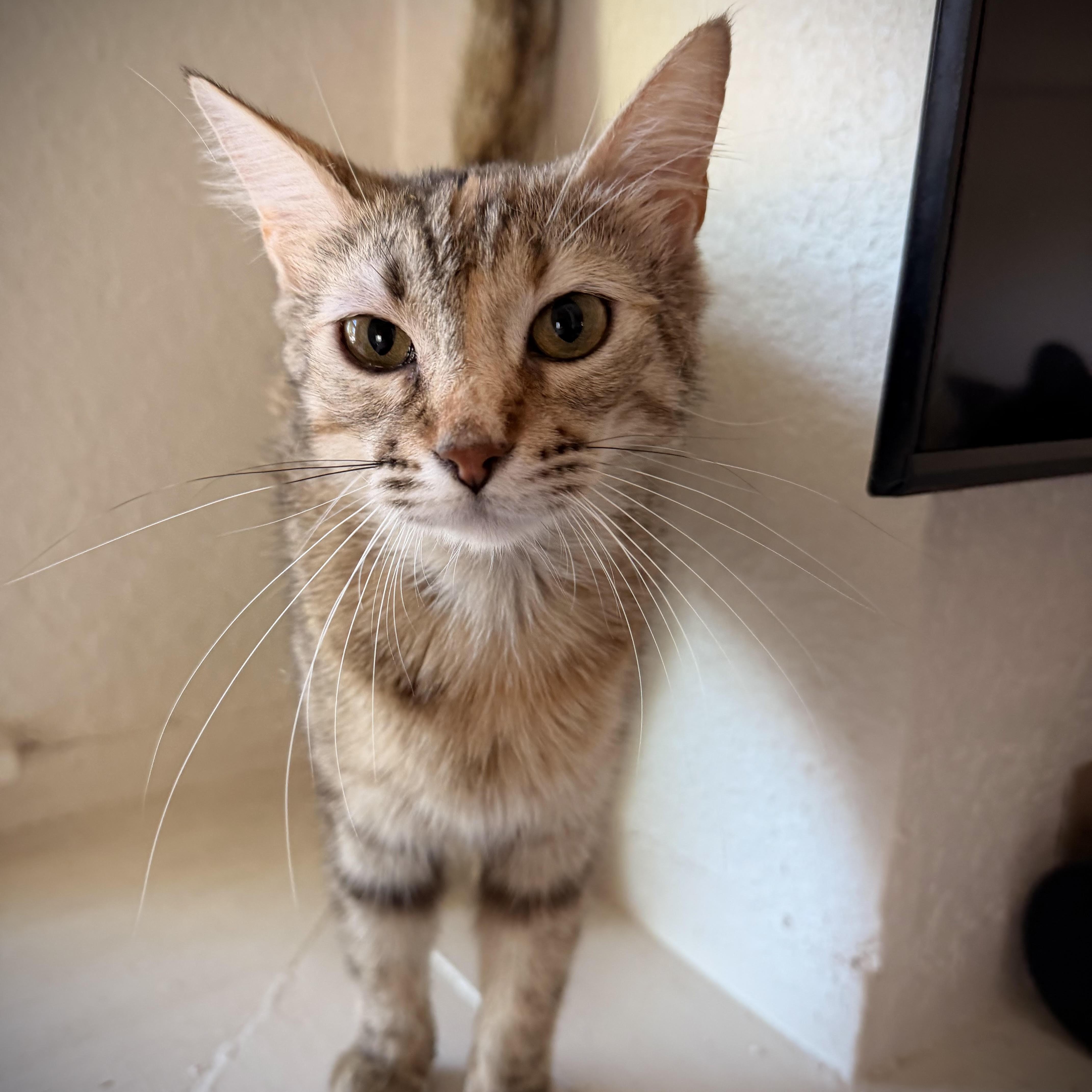 A young medium-sized female Torbie Domestic Short Hair cat named Becky for adoption in Fort Worth, TX