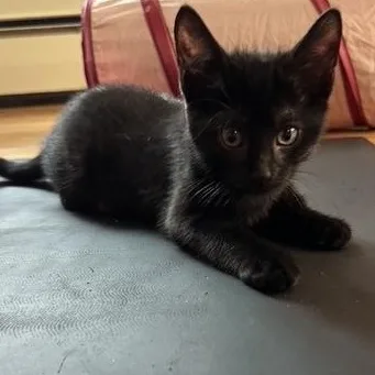 A baby small-sized male Black Domestic Short Hair cat named Cremini Haseman for adoption in Morrison, CO