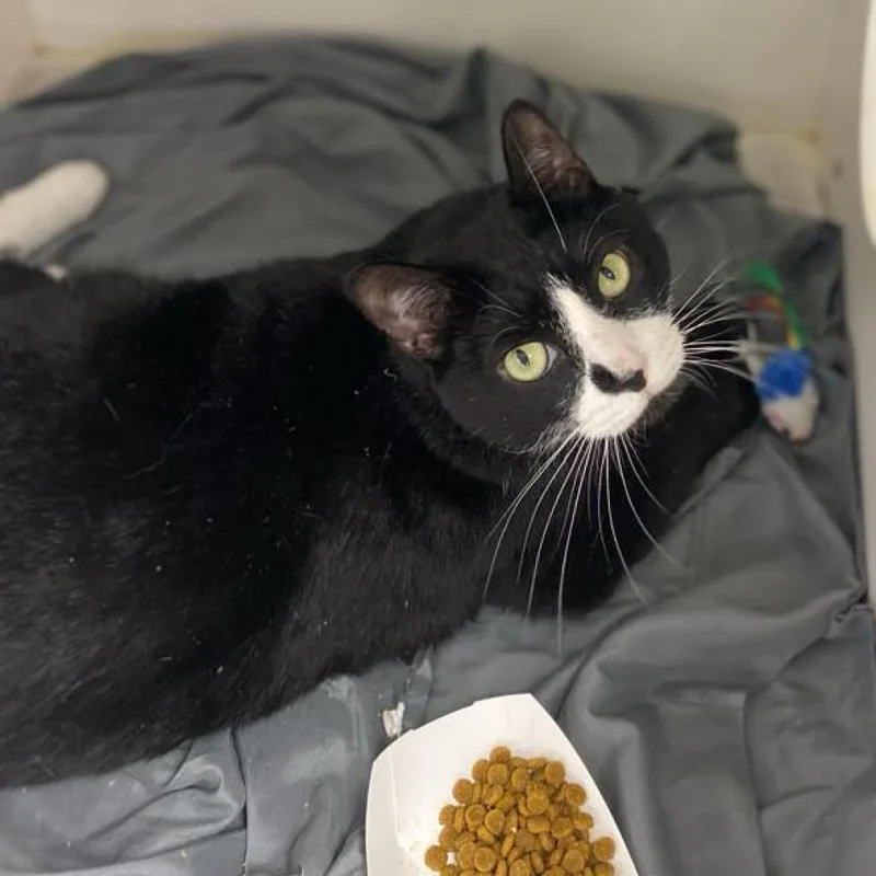 A senior large-sized female Black Domestic Short Hair cat named Beatrice for adoption in Philadelphia, PA