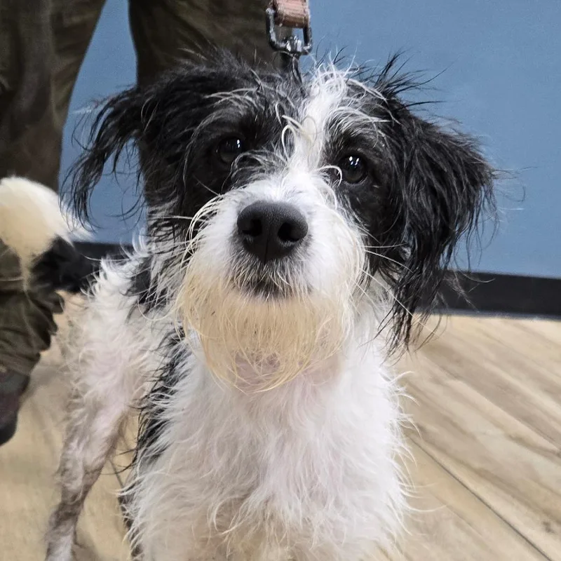 A baby small-sized male Black Mixed Breed dog named Jumpy for adoption in Newark, NJ