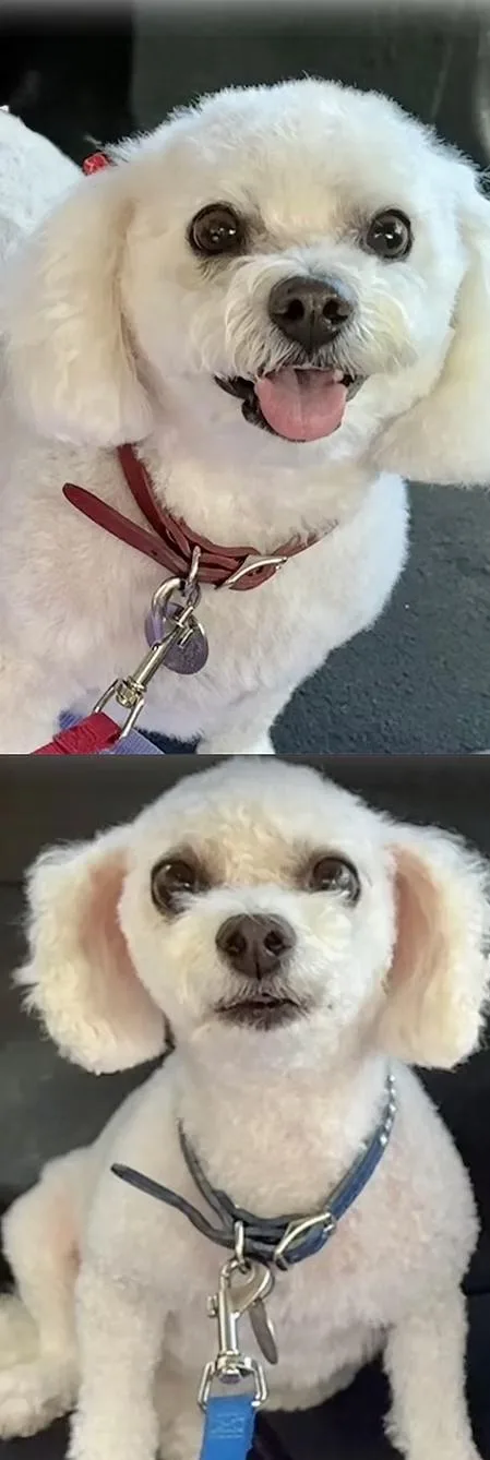 An adult small-sized female White / Cream Bichon Frise dog named Brandy & Bella for adoption in Monroeville, PA