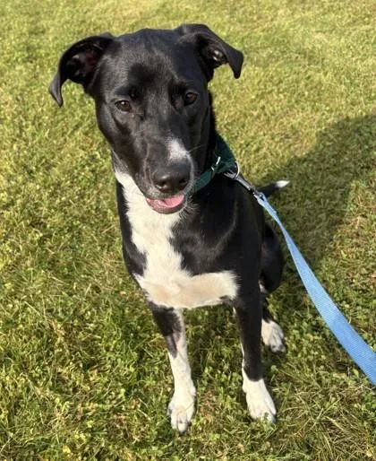 An adult medium-sized female Labrador Retriever dog named Mikita for adoption in Downers Grove, IL