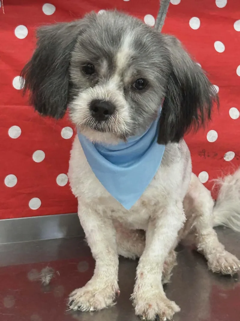 A young small-sized male White / Cream Shih Tzu dog named Checkers for adoption in Mcallen, TX
