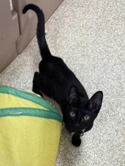 A baby small-sized male Domestic Short Hair cat named Chandler $ for adoption in Seneca, SC